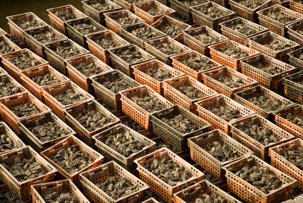 analyses huitres pour export analyses huitres conformité internationale microbiologie conchyliculture par laboratoire QUALYSE