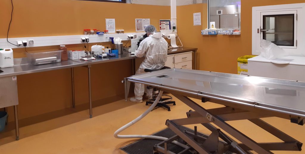 Autopsie et diagnostic post-mortem du troupeau animaux de rente par QUALYSE