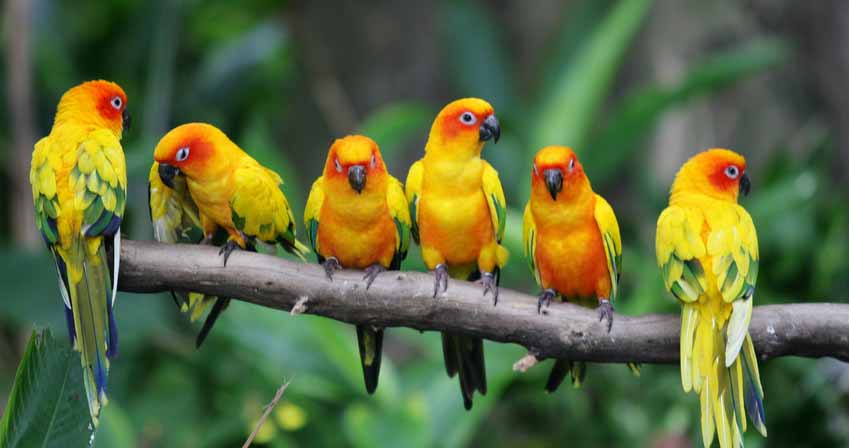 Analyses biologie moléculaire et sérologie animaux de compagnie par QUALYSE