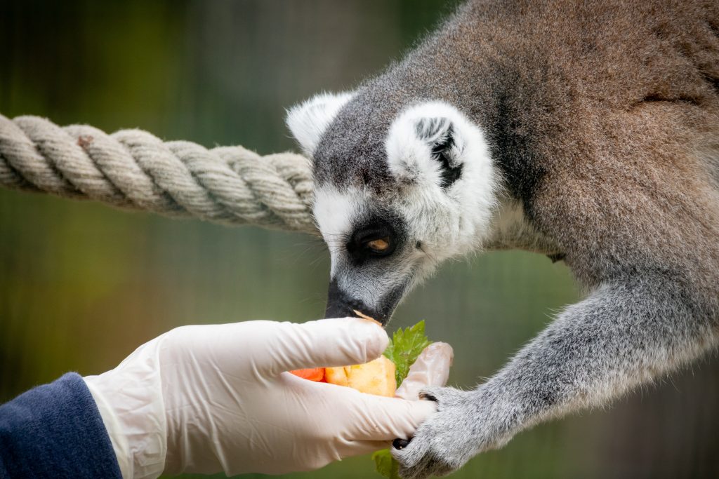 Nourrissage d'un makis cattas (lémuriens) dans parc animalier