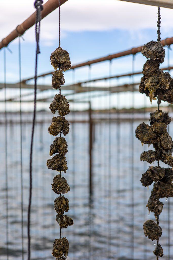 analyses santé des coquillages pack écloserie laboratoire QUALYSE