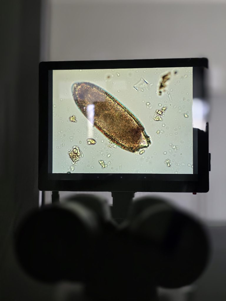 Parasitologie Spécifique faune sauvage par Laboratoire QUALYSE