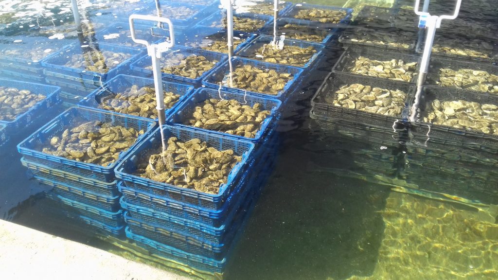 Expertise assurer la santé des coquillages QUALYSE header