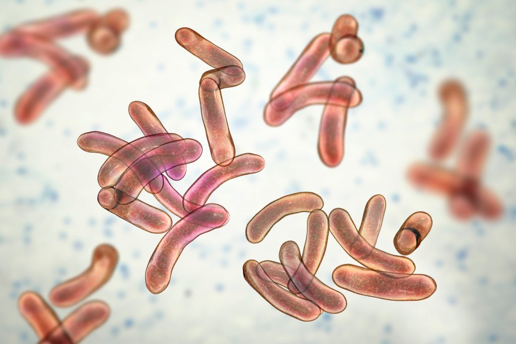 quantification du virus OsHV1 et détection des vibrios dans coquillages expertise santé des coquillages par laboratoire QUALYSE