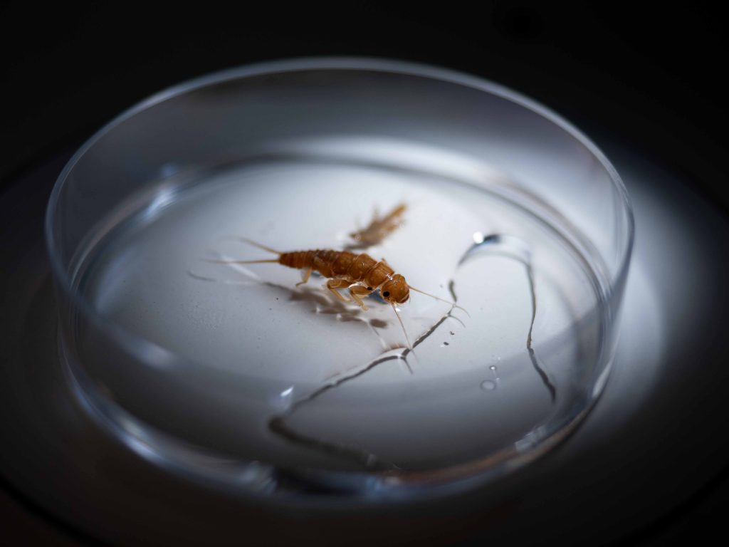 Surveillance hydrobiologique des eaux naturelles par QUALYSE