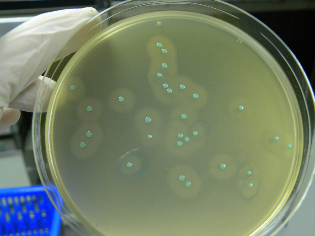 Colonies bactériennes de Listeria monocytogenes cultivées sur milieu gélosé dans le cadre d'analyses microbiologiques alimentaires.