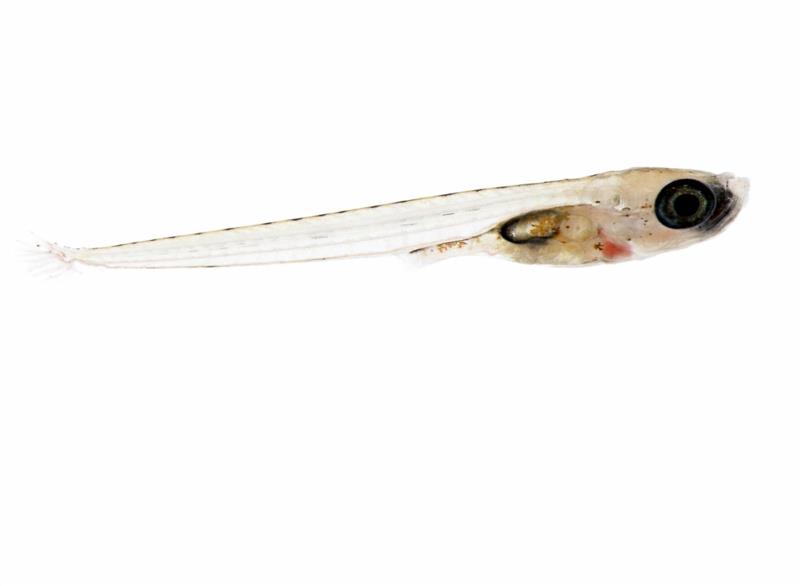 Embryon-larve de poisson utilisé dans une étude écotoxicologique sur les effets des particules issues de l'usure des pneumatiques en milieu aquatique.
