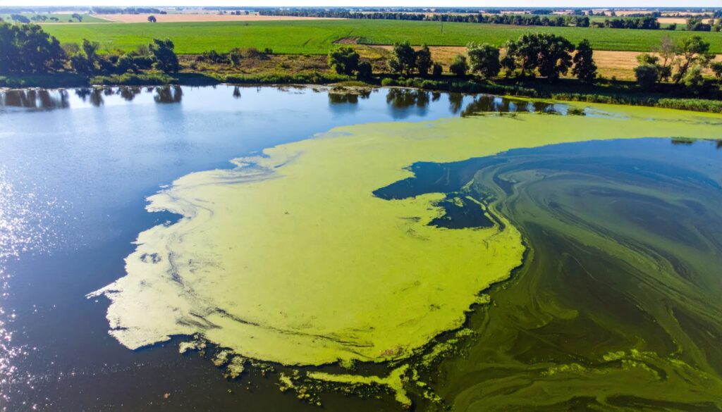 Efflorescence de cyanobactéries à la surface d'un plan d'eau, illustrant la prolifération des cyanotoxines dans les eaux de baignade et les ressources en eau potable.