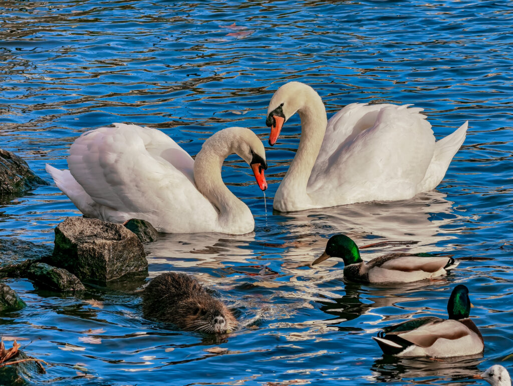 Cygnes, canards et ragondin dans un plan d'eau.